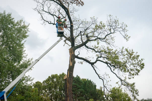 Best Residential Tree Removal  in Greeneville, TN